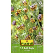 Emballage de dix plantes Fritillaria Uva-Vulpis