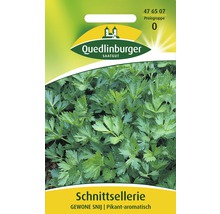 Céleri-feuille « Gewone Snij » Quedlinburger semence de fines herbes