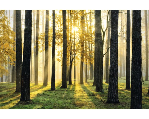 Papier peint panoramique intissé 16029 Sunny Forest 5 pces 250 x 180 cm
