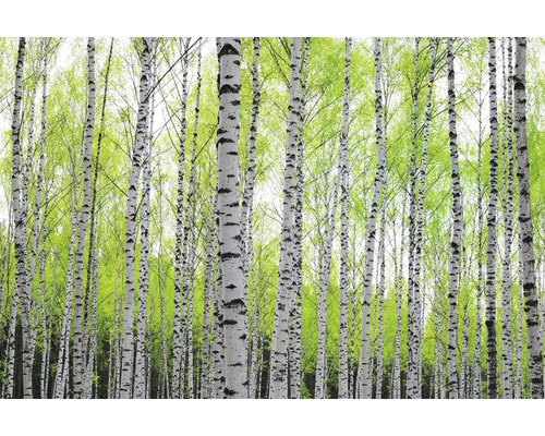Papier peint panoramique intissé 16077 Birch Forest 5 pces 250 x 180 cm