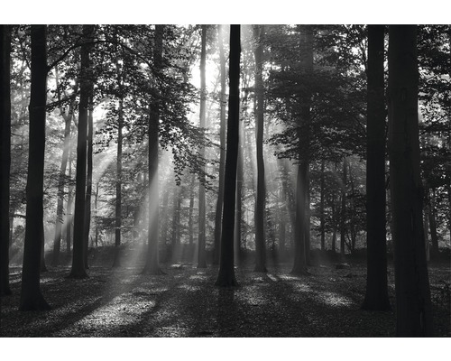 Papier peint panoramique intissé 18006 Forrest black & white 7 pces 350 x 260 cm