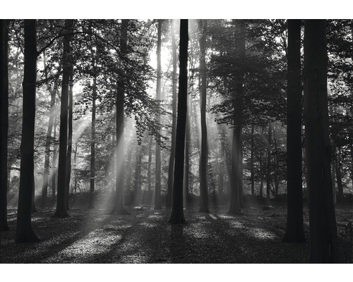 Papier peint panoramique intissé 18006 Forrest black & white 7 pces 350 x 260 cm Scène de forêt avec des arbres et des rayons de soleil