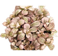 Fittonia, plante d''intérieur avec motif de feuilles roses