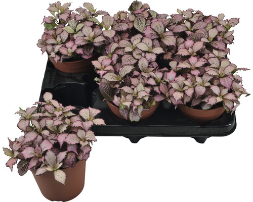 Fittonia FloraSelf Fittonia verschaffeltii 'Zalm Star' H 12-19 cm Ø 12 cm pot Plateau avec plusieurs plantes en pot de l''espèce Hypoestes phyllostachya