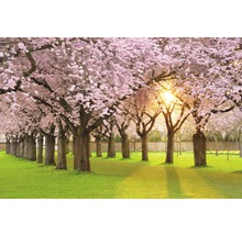 Allée avec des cerisiers en fleurs et une pelouse
