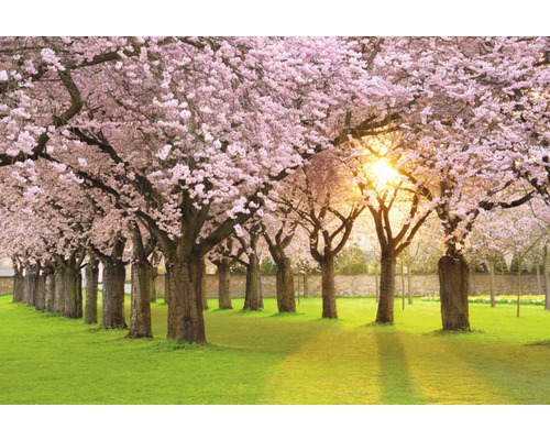 Papier peint panoramique intissé 18023 Cherry Tree Garden 7 pces 350 x 260 cm Allée avec des cerisiers en fleurs et une pelouse