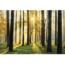 Scène de forêt avec la lumière du soleil à travers les arbres