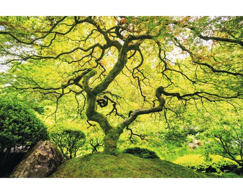Papier peint panoramique intissé 18037 Japanese Maple Tree 7 pces 350 x 260 cm Érable japonais dans le jardin
