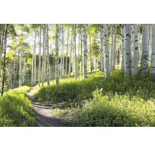 Fototapete Vlies 18043 Birch Hiking Trail 7-tlg. 350 x 260 cm