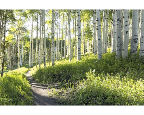 Papier peint panoramique intissé 18043 Birch Hiking Trail 7 pces 350 x 260 cm Sentier de randonnée à travers une forêt de bouleaux avec un sous-bois dense.