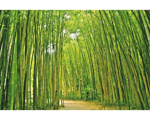 Papier peint panoramique intissé 18046 Bamboo Forest 7 pces 350 x 260 cm