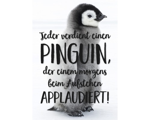 Carte postale Jeder verdient einen Pinguin, der einem morgens beim aufstehen applaudiert! 10,5x14,8 cm
