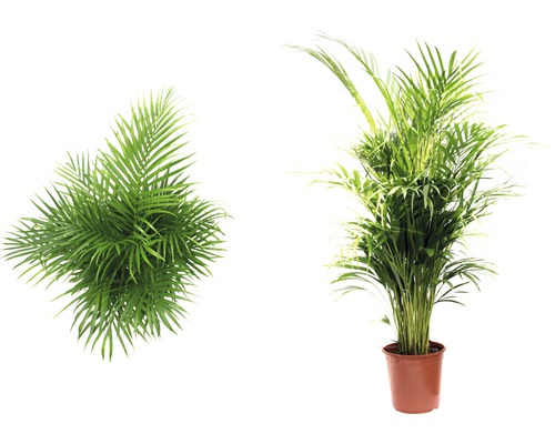 Palmiste multipliant FloraSelf Dypsis lutescens h 120-135 cm pot de 24 cm de Ø Deux palmiers Kentia, l''un en pot et l''autre vu de dessus