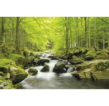 Ruisseau traversant une forêt avec des arbres et des pierres