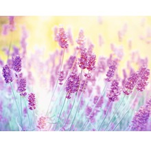 Fototapete Vlies 18062 Lavender Flower 7-tlg. 350 x 260 cm