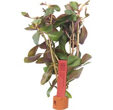 Rundblättrige Ludwigie - Ludwigia repens HB