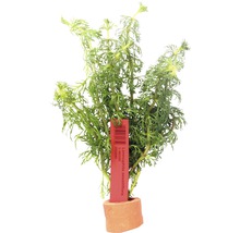 Kleine Ambulia - Limnophila sessiliflora HB