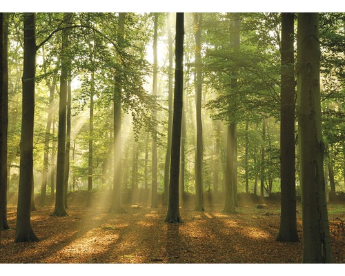 Papier peint panoramique intissé 18295 Forest in the Morning 7 pces 350 x 260 cm Scène de forêt avec rayons de soleil et feuilles sur le sol forestier