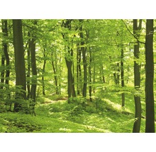 Heller Laubwald im Sommer