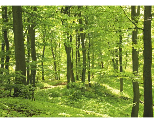 Papier peint panoramique intissé 18297 Forest in Spring 7 pces 350 x 260 cm