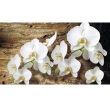 Branche avec fleurs d''orchidées blanches