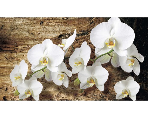 Branche avec fleurs d''orchidées blanches