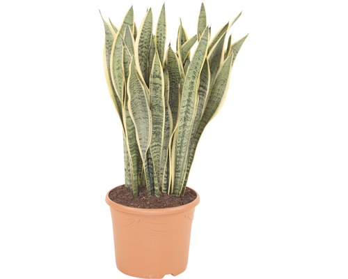 Bogenhanf FloraSelf Sansevieria trifasciata 'Laurentii' H 95-105 cm Ø 30 cm Topf Sansevieria Pflanze im Topf