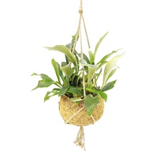 Plante suspendue dans une coquille de noix de coco avec suspension par corde