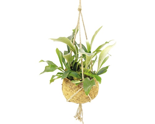 Kokodama Geweihfarn-Ampel FloraSelf Platycerium bifurcatum H 45-55 cm Ø 25 cm Topf Hängepflanze in Kokosschale mit Seilaufhängung