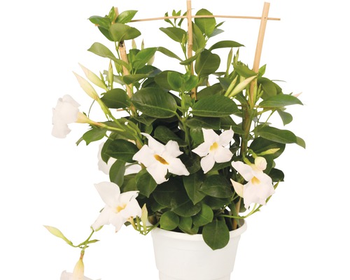 Trichterblüte FloraSelf Dipladenia mandevilla-Cultivars 'Summer Bell Bright White' Ø 10,5 cm Topf