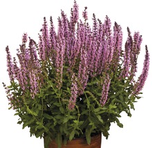 Sauge en pot