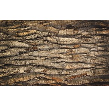 Gros plan d''une écorce d''arbre à la texture prononcée