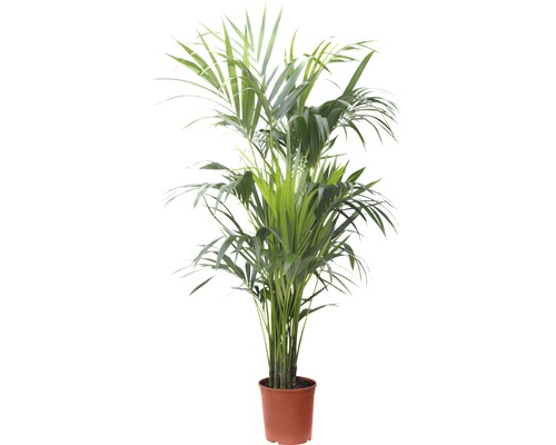 Palmier Howea, Kentia FloraSelf Howea forsteriana H 180-190 cm pot de Ø 27 cm Palmier d''arec en pot