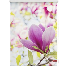 Klemmrollo Lichtblick ohne Bohren Magnolie 45x150 cm inkl. Klemmträger