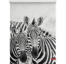 Rollo mit Zebra-Motiv