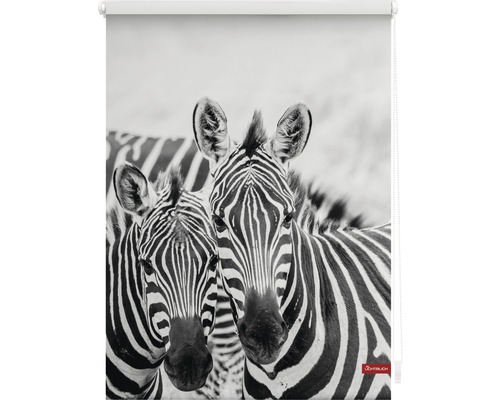 Rollo mit Zebra-Motiv