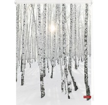 Store enrouleur avec motif de forêt de bouleaux pour la décoration de fenêtre