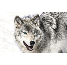 Nahaufnahme eines Wolfes mit hellem Fell