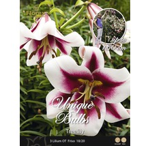 Emballage de trois bulbes de lys Lilium OT Friso, d''une hauteur maximale de 150 centimètres.