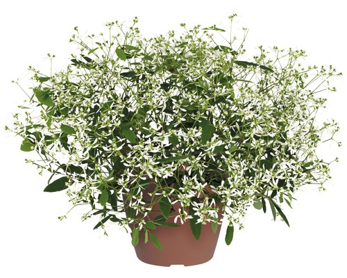Euphorbia Diamond Frost FloraSelf® pot de 12, blanc