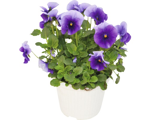 Violette cornue FloraSelf Viola cornuta pot Ø 12 cm assorti