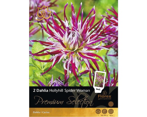 Bulbe de dahlia cactus 'Hollyhill Spider Woman' 2 pièces-0