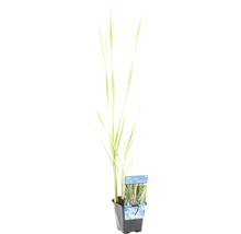 Plant de massette en pot pour bassin de jardin