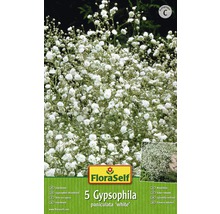 Bulbes de fleurs FloraSelf® Gypsophile blanc 5 unites-thumb-0