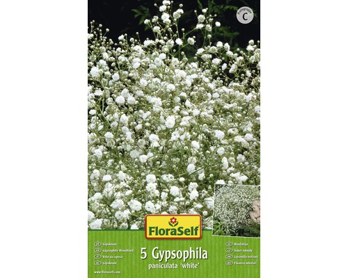 Bulbes de fleurs FloraSelf® Gypsophile blanc 5 unites-0