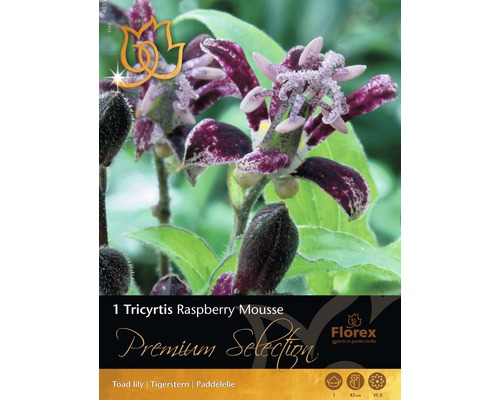Bulbes de fleurs 'Tricyrtis Raspberry' lilas, 1 bulbe