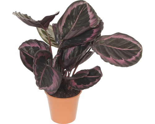 Calathea x Hybride FloraSelf 'Sunrise' pot de 14 cm