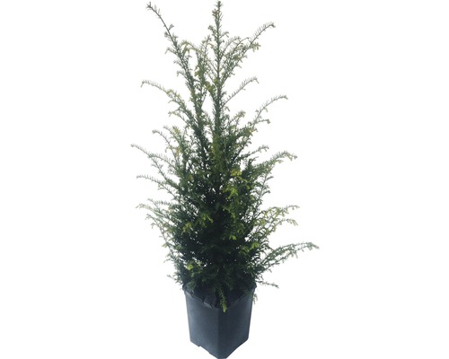 Eibe im Topf