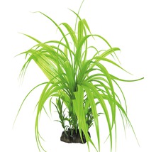 Plante d''aquarium avec de longues feuilles sur pierre