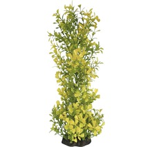 Plante d''aquarium décorative